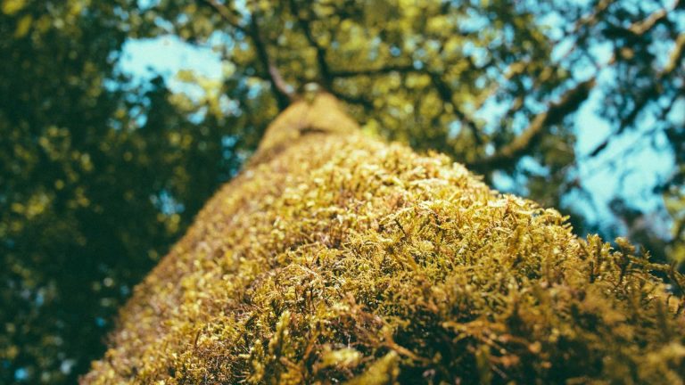 DeepSeek V3.2: How Chinas Open-Source AI Model is Redefining the 2026 Tech Landscape