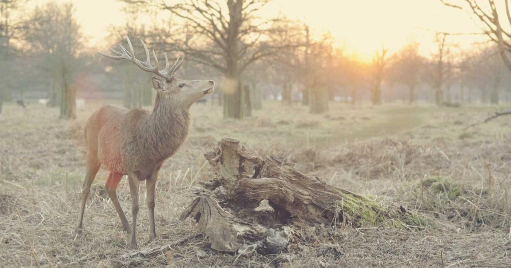 The $200 Billion Question: Inside Big Tech’s AI Capital Expenditure Arms Race in 2026