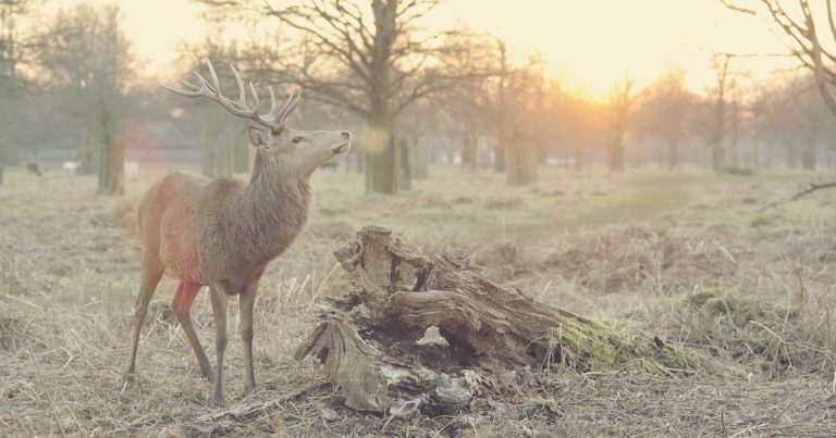 The $200 Billion Question: Inside Big Tech’s AI Capital Expenditure Arms Race in 2026