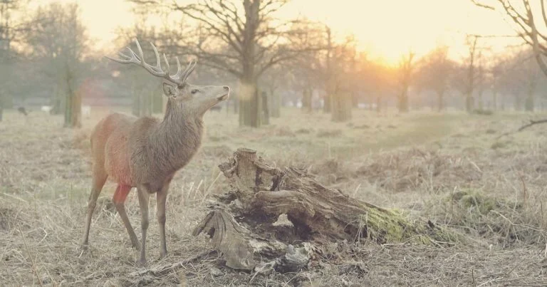 The $200 Billion Question: Inside Big Tech’s AI Capital Expenditure Arms Race in 2026